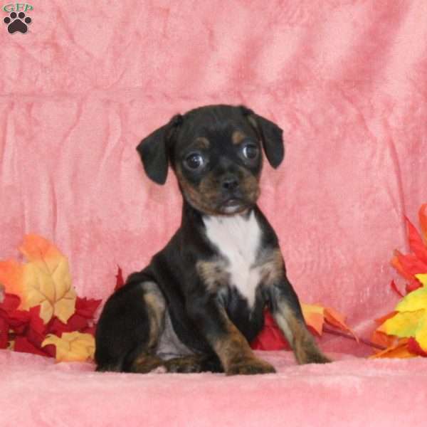 Marigold, Boston Terrier Mix Puppy